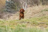 SETTER IRLANDAIS 287